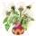 Dandelions