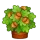 Oak Crown