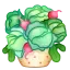 Cabbage