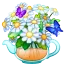 Chamomile