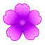 Geranium