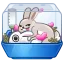 Rabbit Habit